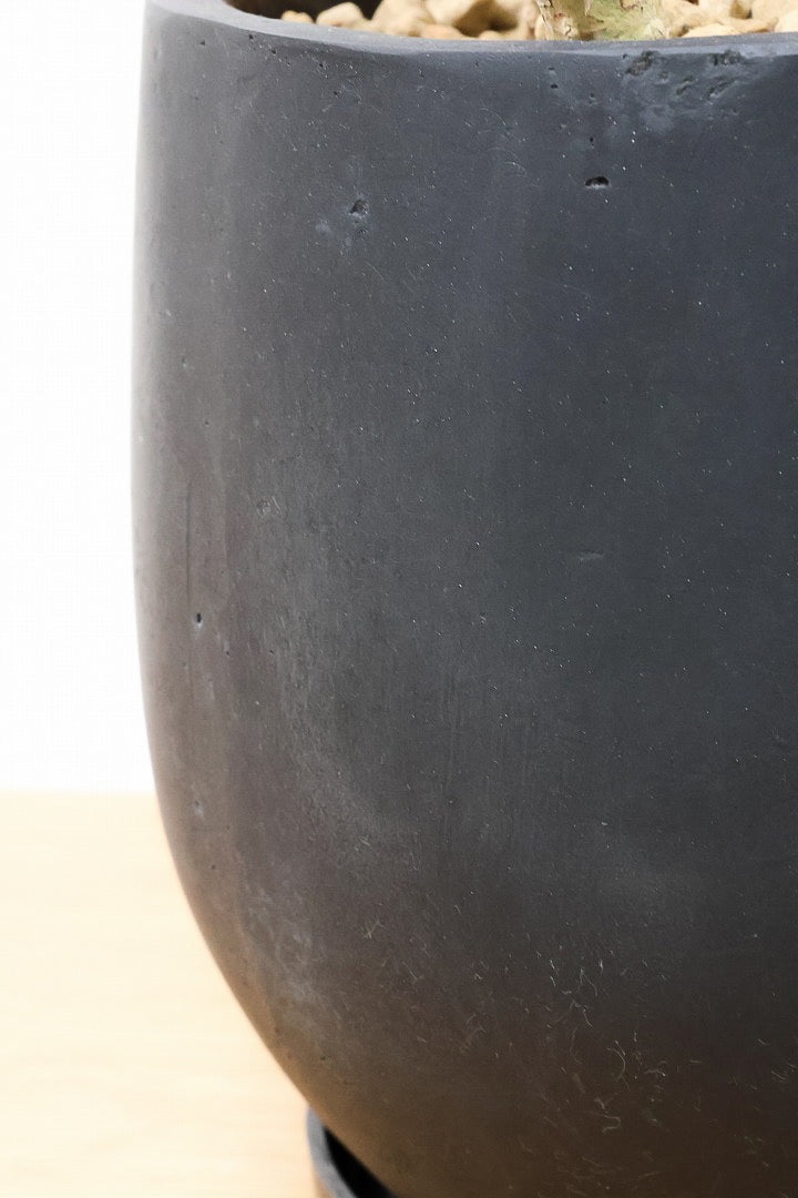 【ドラセナコンパクター】インテリアにちょうどいいサイズ。枝数も多くてとても素敵な樹形なんです！