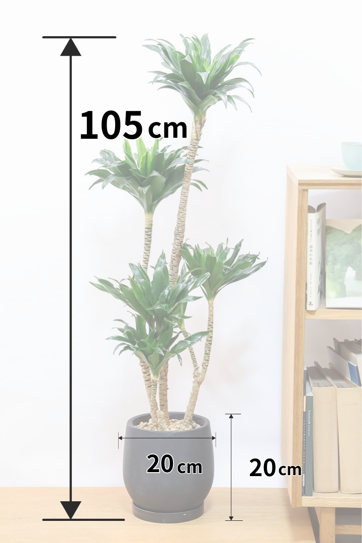 【ドラセナコンパクター】インテリアにちょうどいいサイズ。枝数も多くてとても素敵な樹形なんです！