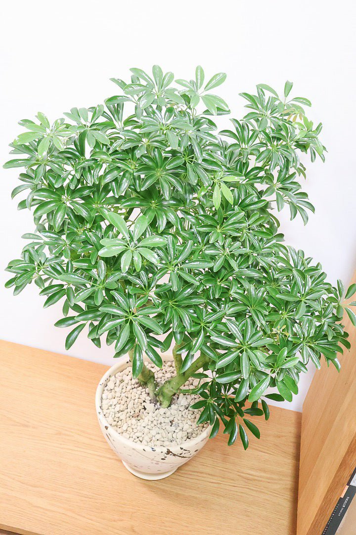 シェフレラ コンパクタMC60874| 観葉植物の通信販売 | APEGO(アペーゴ)