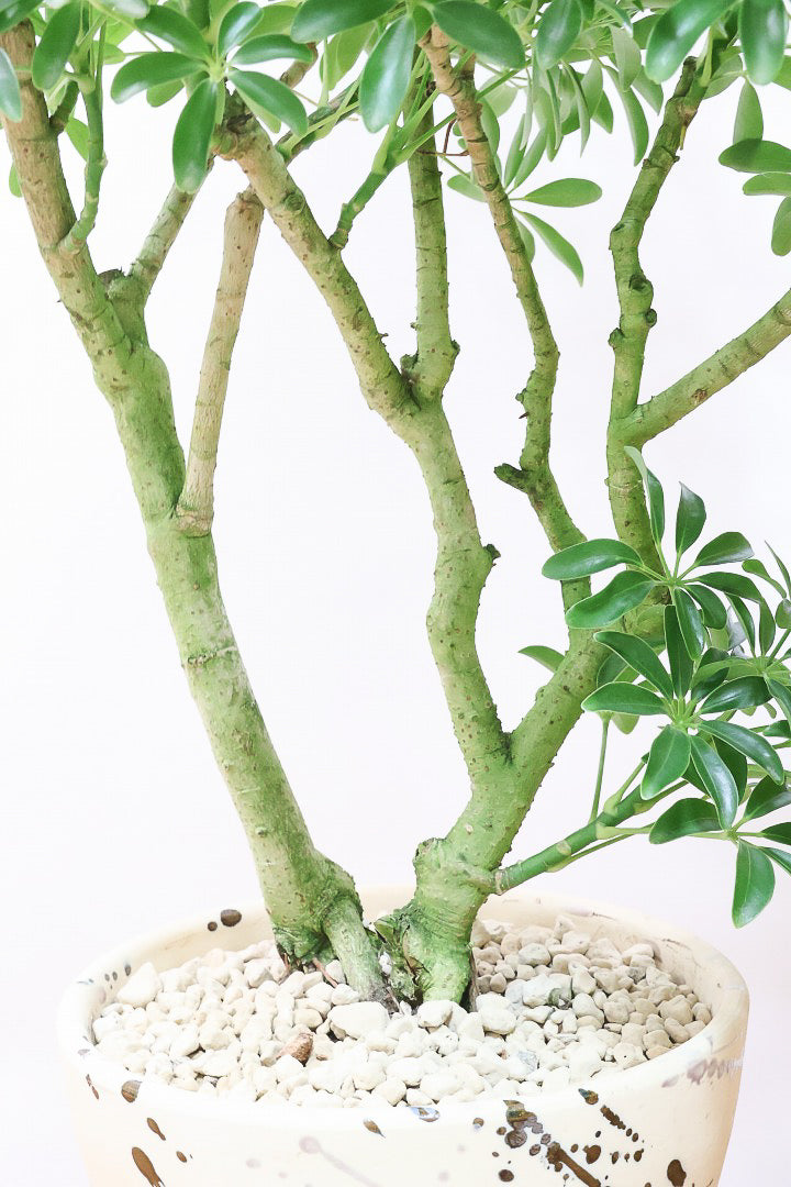 シェフレラ シェフレラ コンパクタMC60874| 観葉植物の通信販売 | APEGO(アペーゴ)