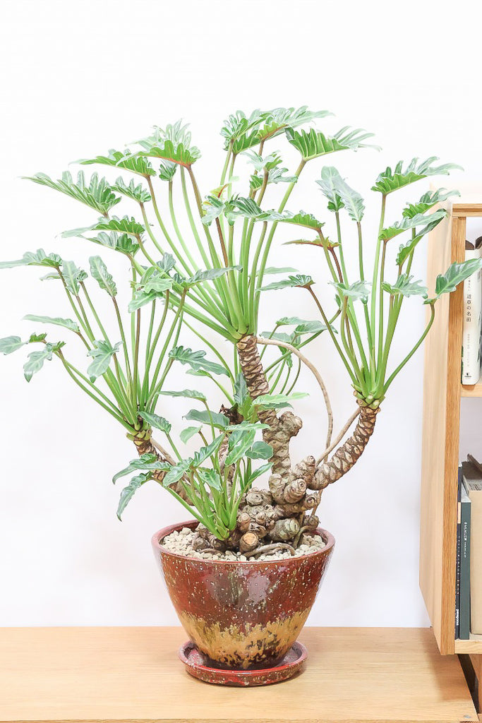 クッカバラRBR60875| 観葉植物の通信販売 | APEGO(アペーゴ)