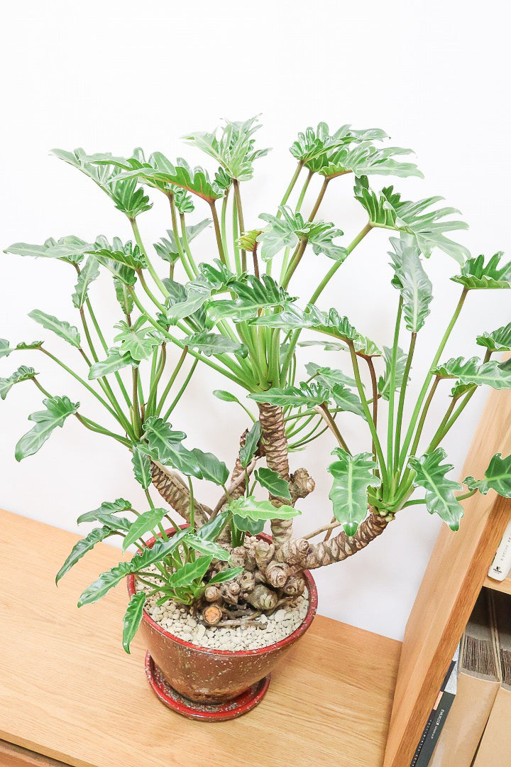 【クッカバラ】年季を感じるワイルドな幹のフォルム！APEGOで半年間も育てて仕上げました！