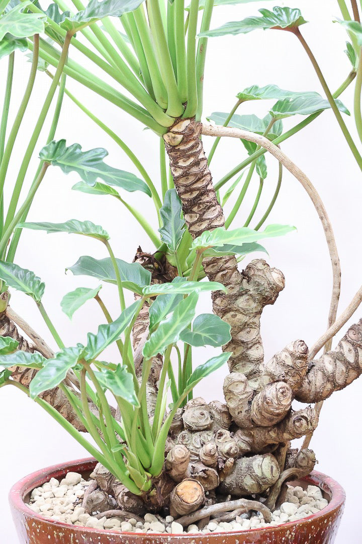 【クッカバラ】年季を感じるワイルドな幹のフォルム！APEGOで半年間も育てて仕上げました！