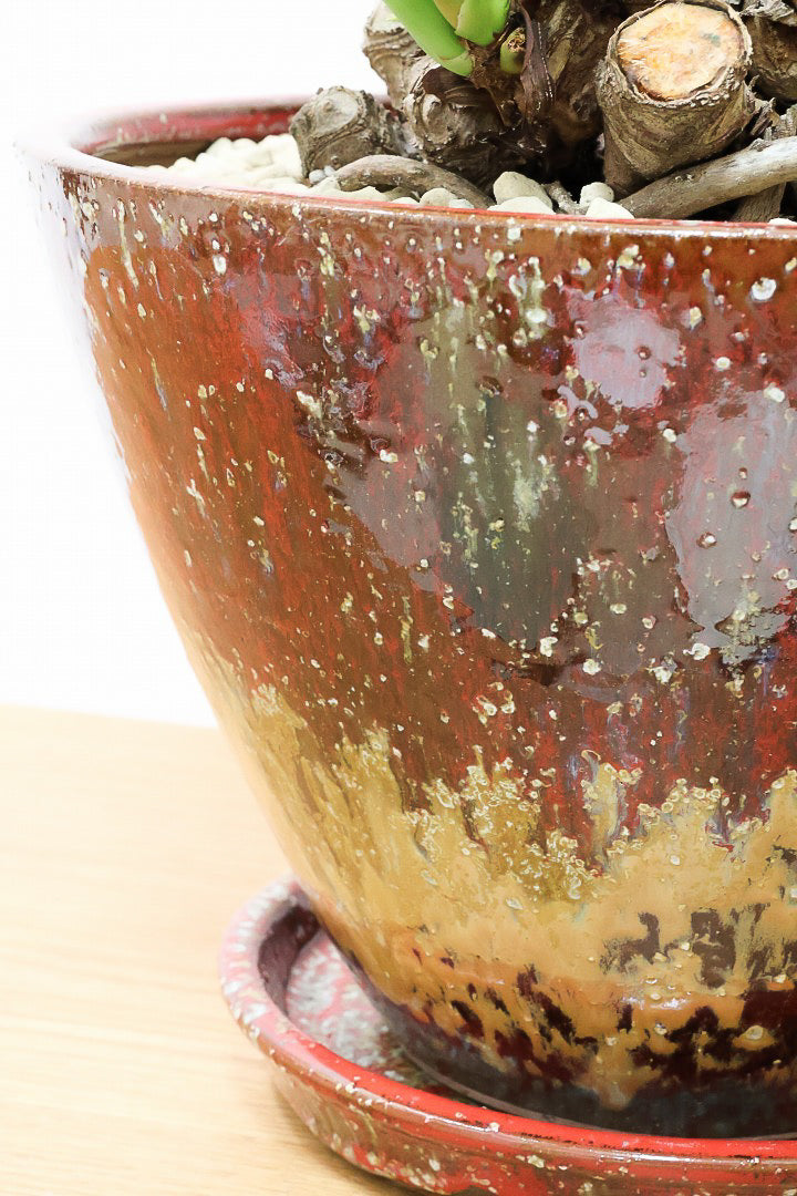 【クッカバラ】年季を感じるワイルドな幹のフォルム！APEGOで半年間も育てて仕上げました！