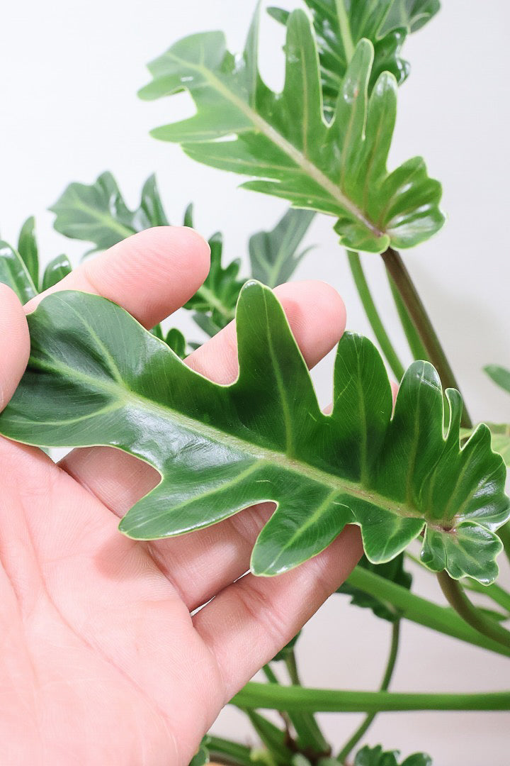 【クッカバラ】年季を感じるワイルドな幹のフォルム！APEGOで半年間も育てて仕上げました！