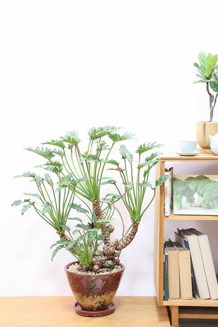 【クッカバラ】年季を感じるワイルドな幹のフォルム！APEGOで半年間も育てて仕上げました！