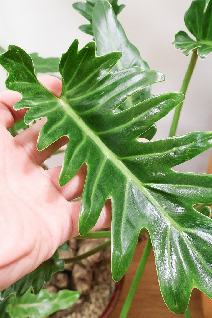 【クッカバラ】年季を感じるワイルドな幹のフォルム！APEGOで半年間も育てて仕上げました！