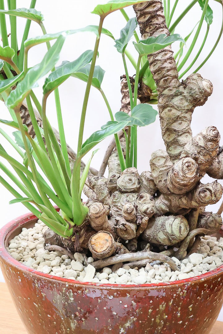 【クッカバラ】年季を感じるワイルドな幹のフォルム！APEGOで半年間も育てて仕上げました！