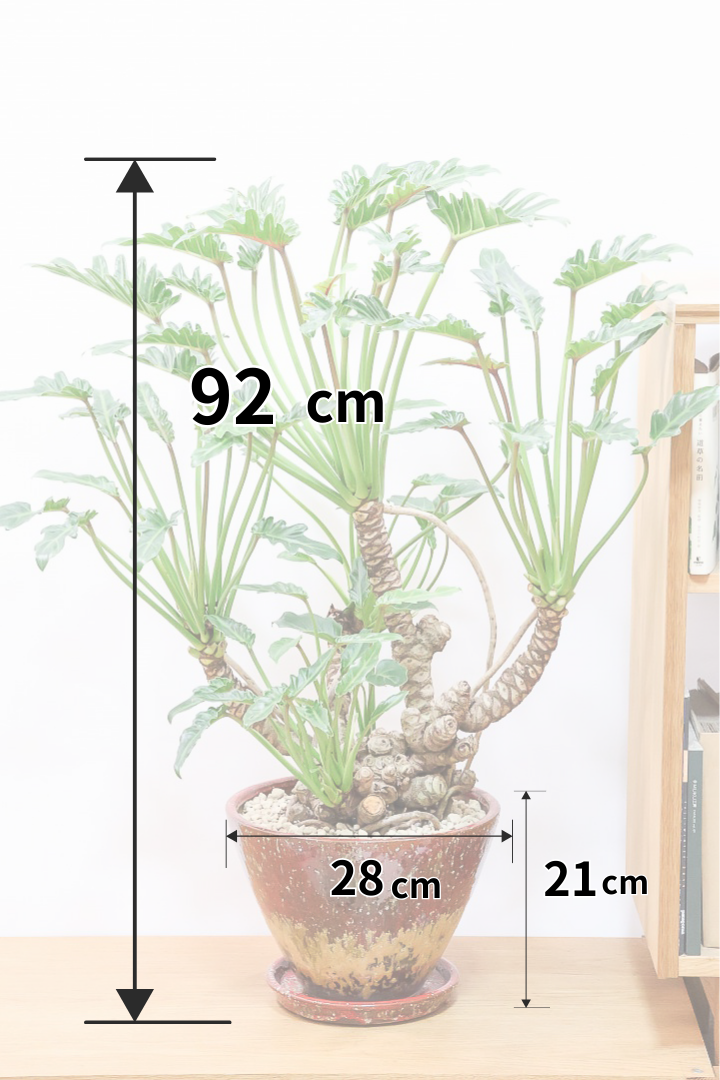 【クッカバラ】年季を感じるワイルドな幹のフォルム！APEGOで半年間も育てて仕上げました！