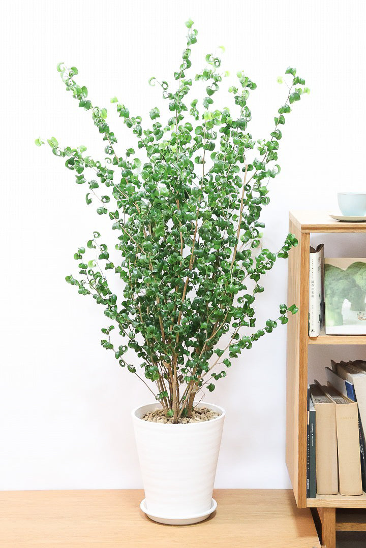 【ベンジャミン バロック】ご要望の多かったプラスチック鉢！愛知県のベンジャミン作りの名人による逸品です！プラ鉢なのでお買い得価格です！