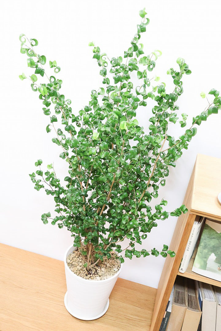 【ベンジャミン バロック】ご要望の多かったプラスチック鉢！愛知県のベンジャミン作りの名人による逸品です！プラ鉢なのでお買い得価格です！