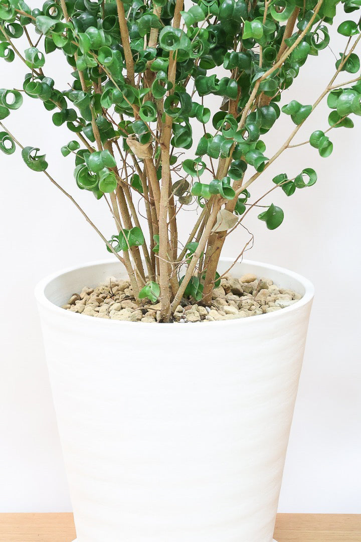 【ベンジャミン バロック】ご要望の多かったプラスチック鉢！愛知県のベンジャミン作りの名人による逸品です！プラ鉢なのでお買い得価格です！