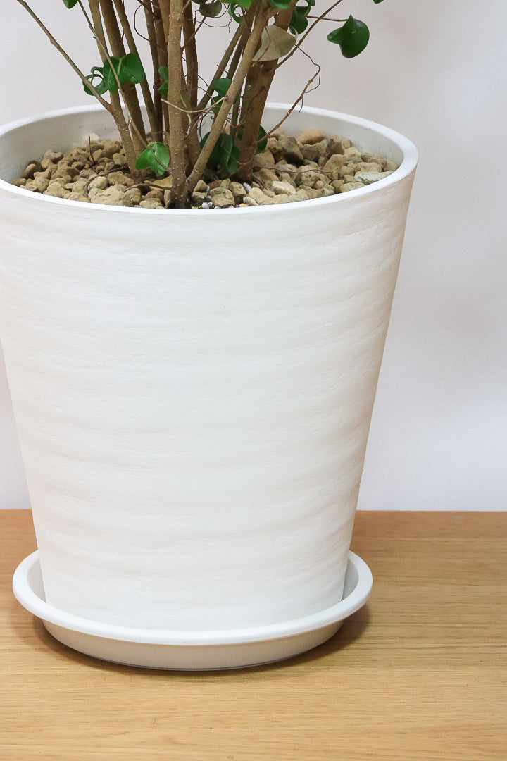 【ベンジャミン バロック】ご要望の多かったプラスチック鉢！愛知県のベンジャミン作りの名人による逸品です！プラ鉢なのでお買い得価格です！