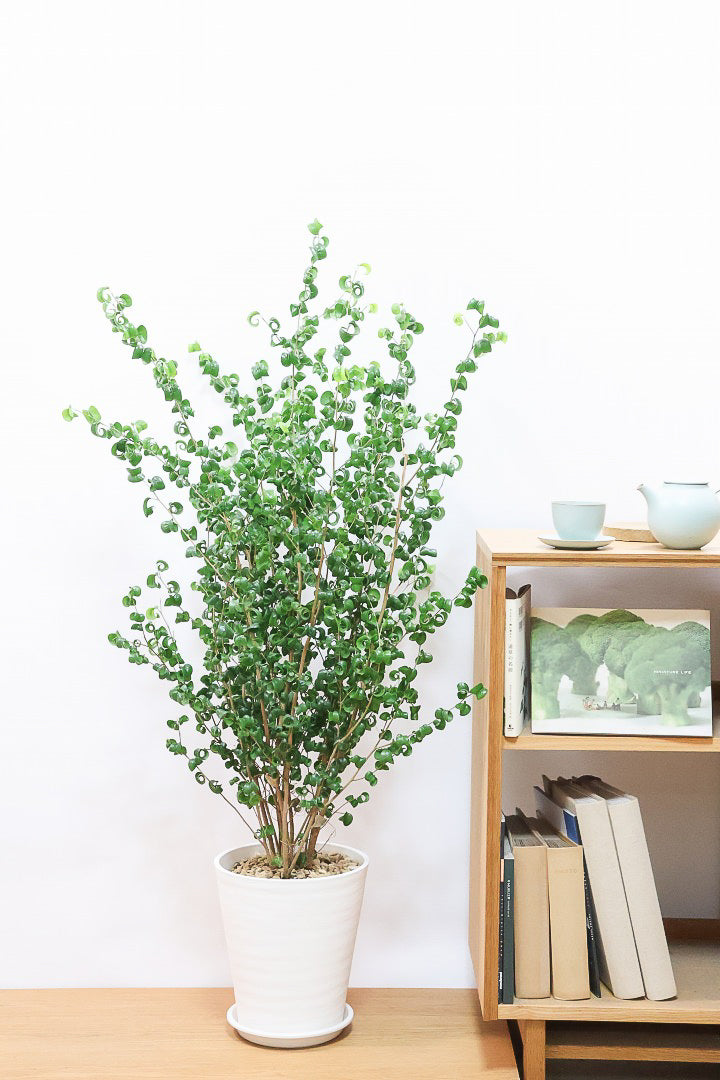 【ベンジャミン バロック】ご要望の多かったプラスチック鉢！愛知県のベンジャミン作りの名人による逸品です！プラ鉢なのでお買い得価格です！