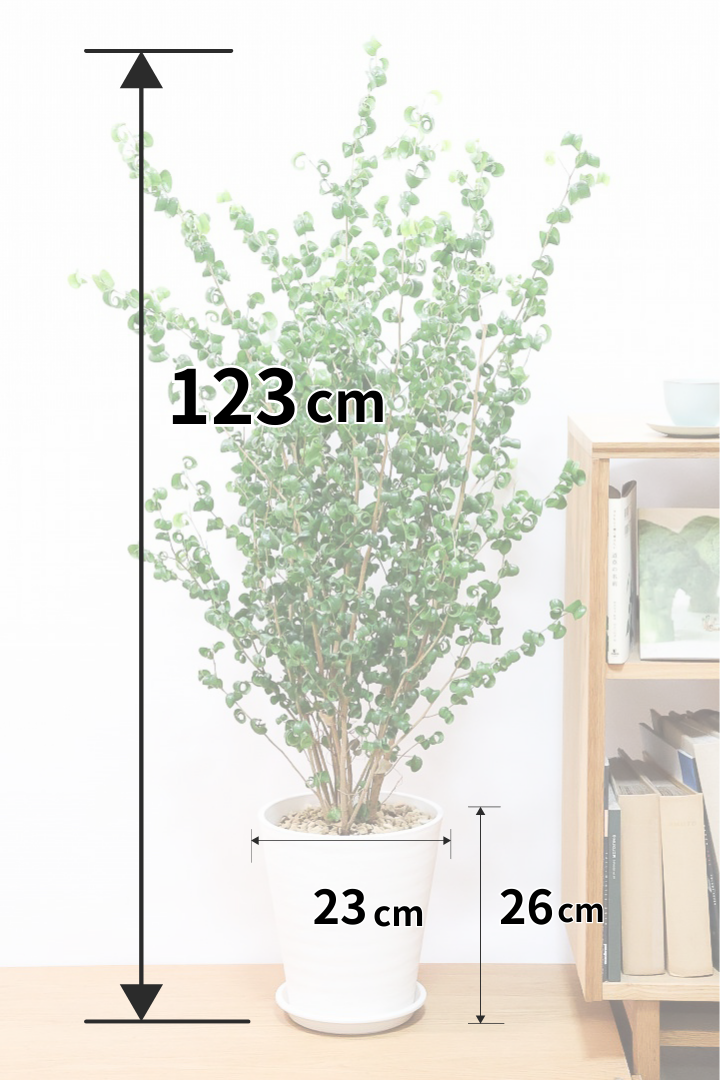 【ベンジャミン バロック】ご要望の多かったプラスチック鉢！愛知県のベンジャミン作りの名人による逸品です！プラ鉢なのでお買い得価格です！