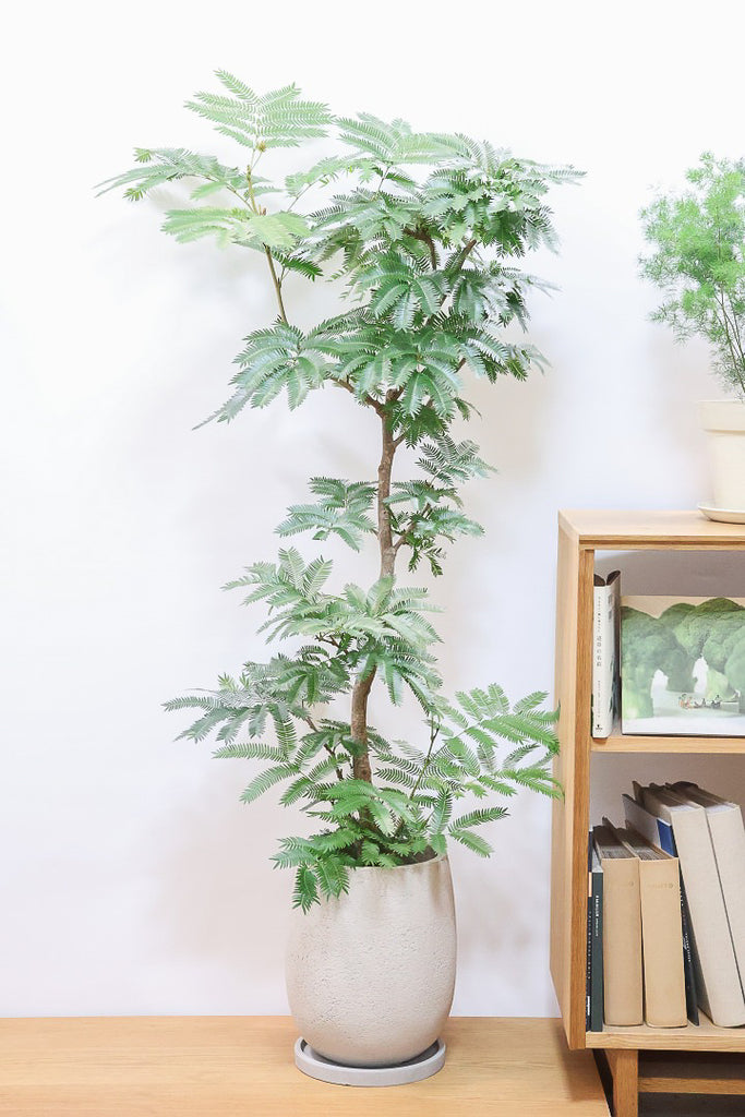 エバーフレッシュGIV60877| 観葉植物の通信販売 | APEGO(アペーゴ)