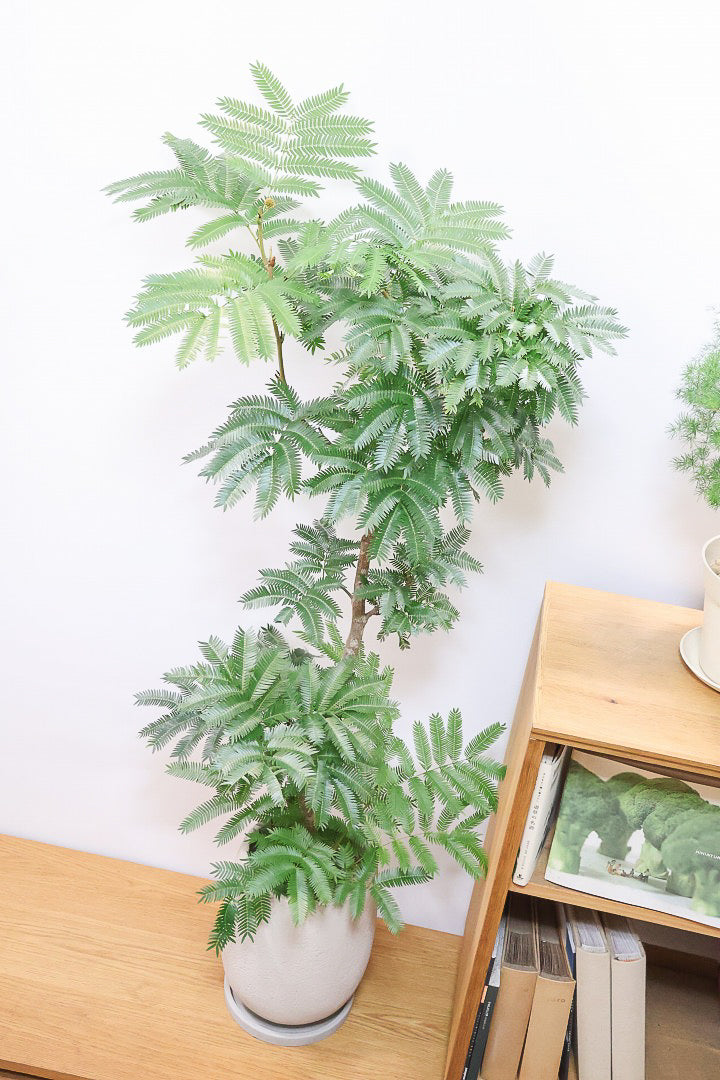 エバーフレッシュGIV60877| 観葉植物の通信販売 | APEGO(アペーゴ)