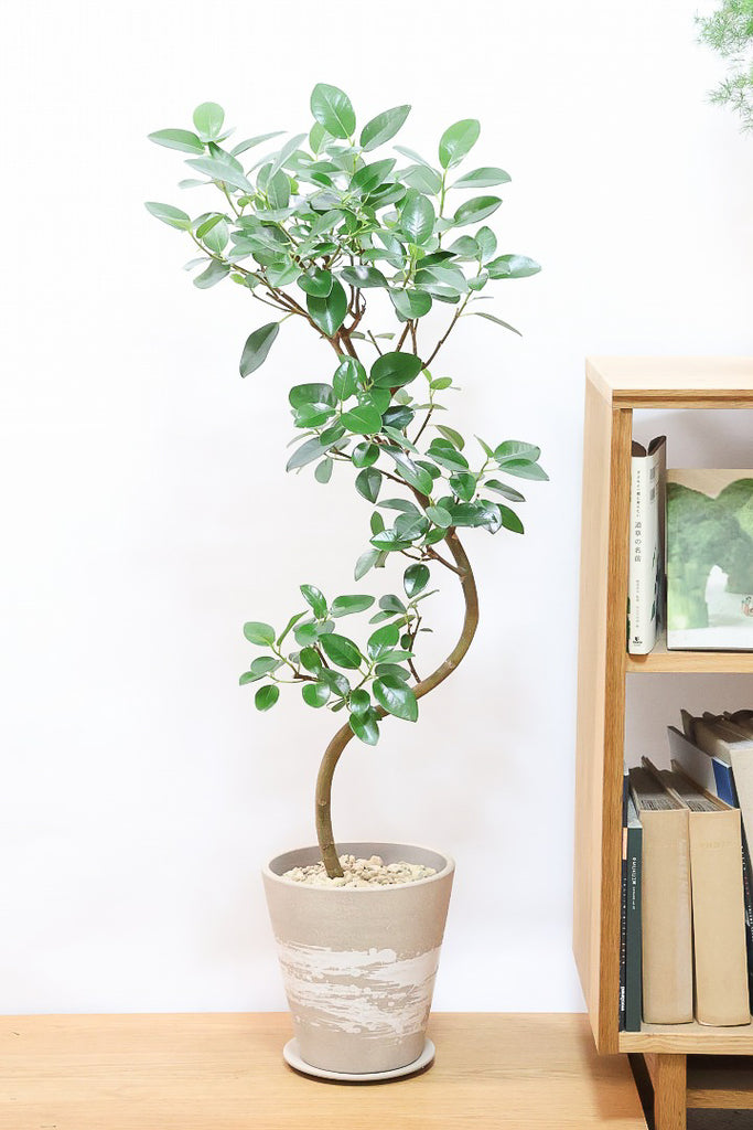 フランスゴムBR60879観葉植物の通信販売 | APEGO(アペーゴ)