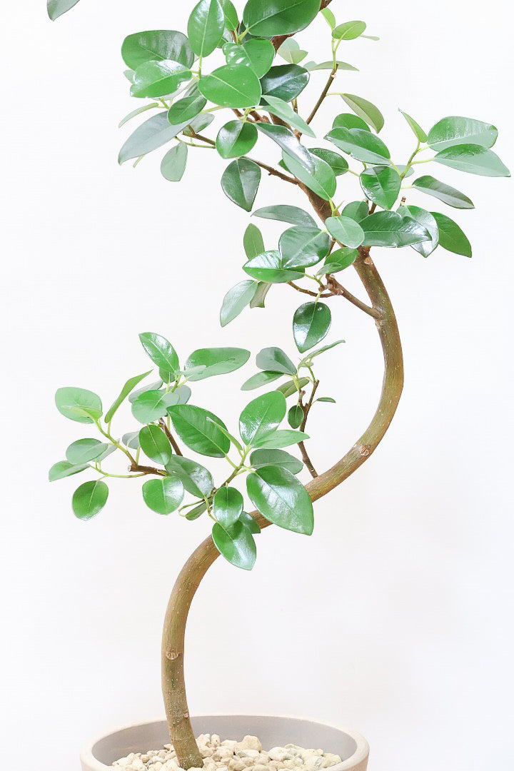 フランスゴムBR60879観葉植物の通信販売 | APEGO(アペーゴ)