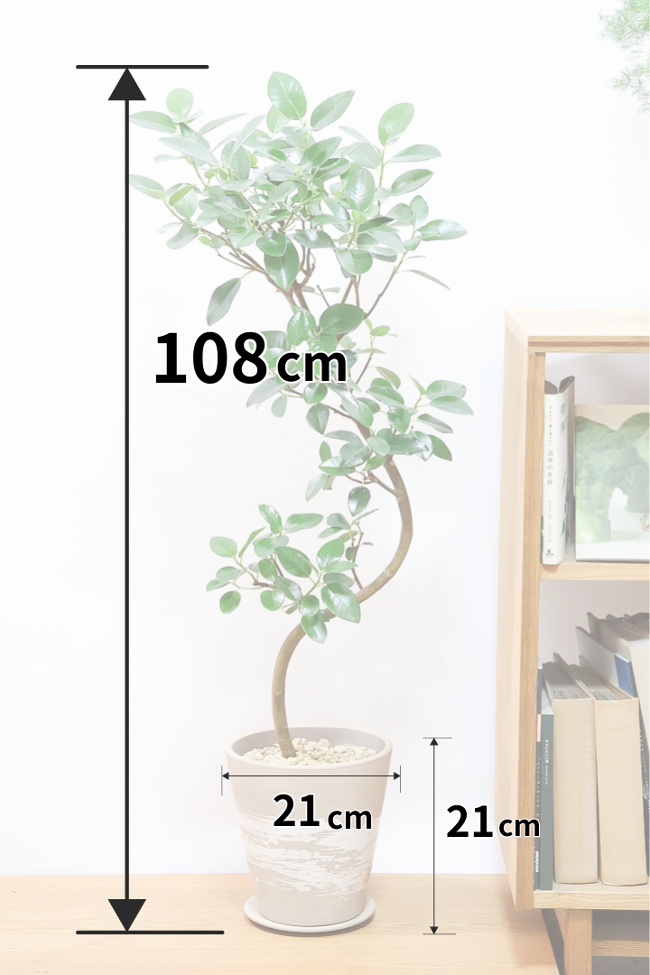 フランスゴムBR60879観葉植物の通信販売 | APEGO(アペーゴ)