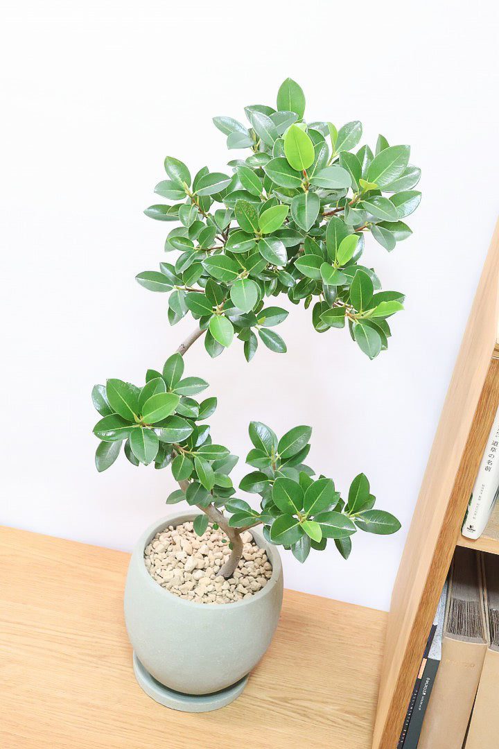 フランスゴムGR60880観葉植物の通信販売 | APEGO(アペーゴ)