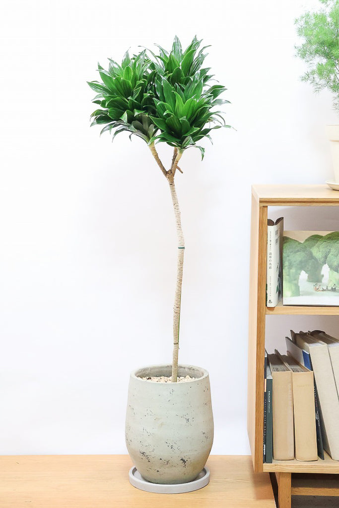 ドラセナ　　3頭 ドラセナ コンパクターVGL60881| 観葉植物の通信販売 | APEGO(アペーゴ)