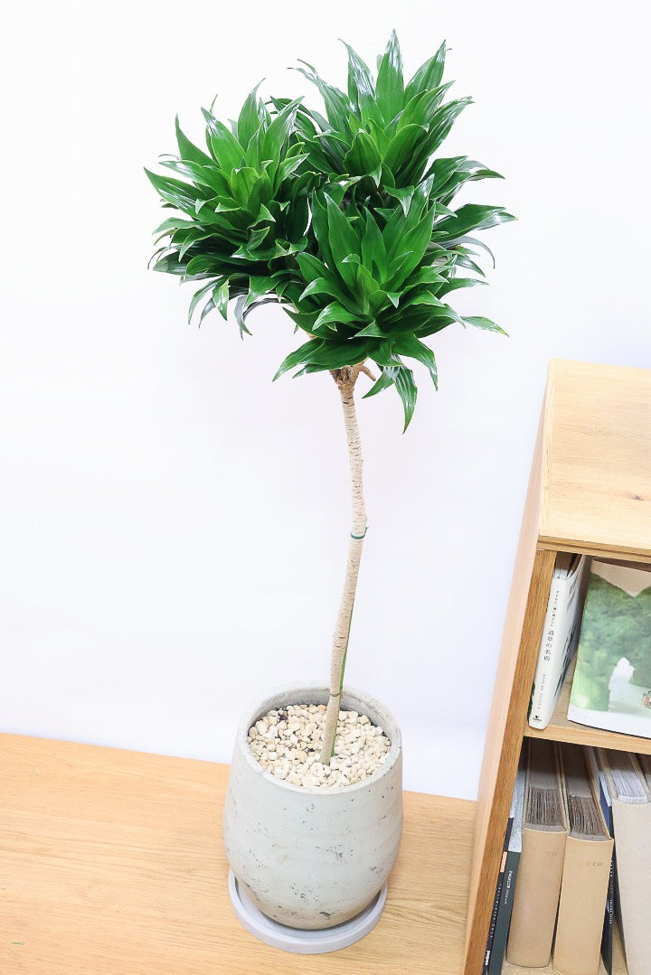 【ドラセナコンパクター】シンプルな樹形！雰囲気があるイイ感じの樹形だと思います。