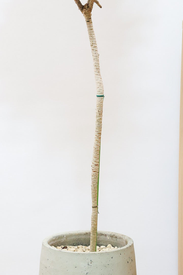 【ドラセナコンパクター】シンプルな樹形！雰囲気があるイイ感じの樹形だと思います。