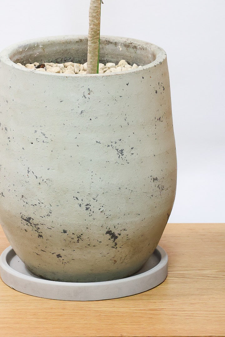 【ドラセナコンパクター】シンプルな樹形！雰囲気があるイイ感じの樹形だと思います。