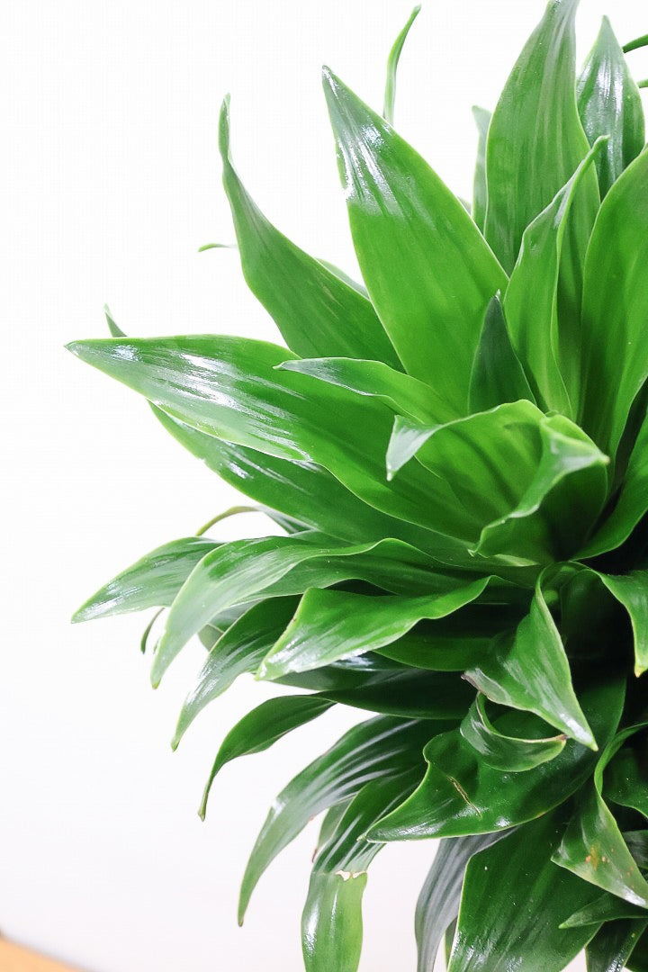 【ドラセナコンパクター】シンプルな樹形！雰囲気があるイイ感じの樹形だと思います。