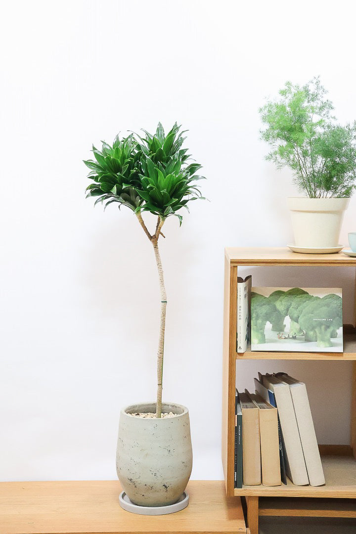 【ドラセナコンパクター】シンプルな樹形！雰囲気があるイイ感じの樹形だと思います。