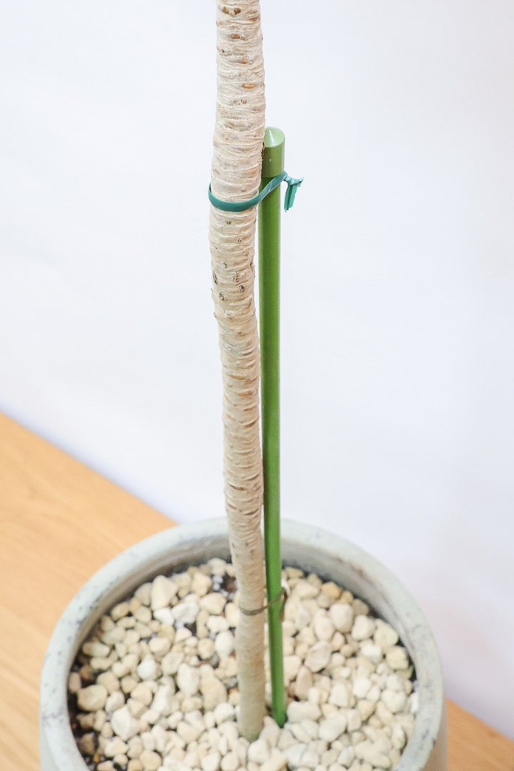 【ドラセナコンパクター】シンプルな樹形！雰囲気があるイイ感じの樹形だと思います。