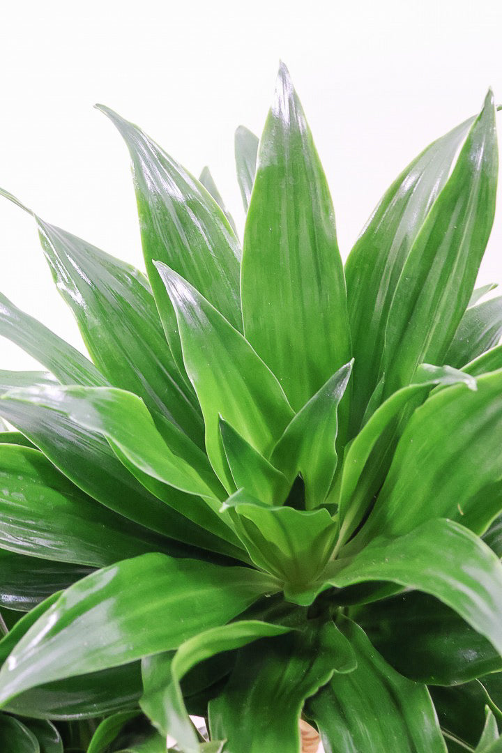 【ドラセナコンパクター】シンプルな樹形！雰囲気があるイイ感じの樹形だと思います。