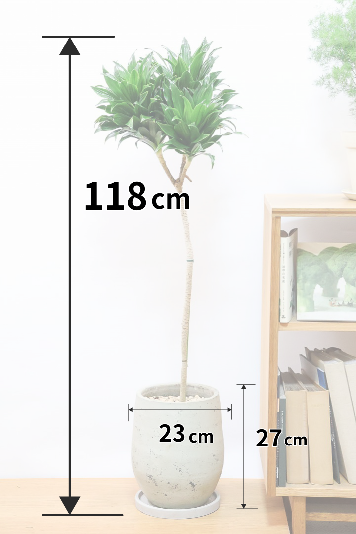 【ドラセナコンパクター】シンプルな樹形！雰囲気があるイイ感じの樹形だと思います。