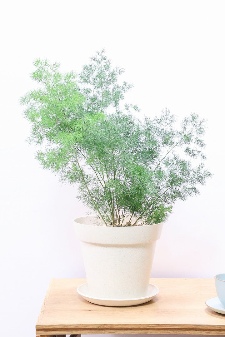 【アスパラガス ミリオクラダス】寒さにとても強い！かわいいフォルムも素敵♪軽量で扱いやすいプラスチックPOTです！