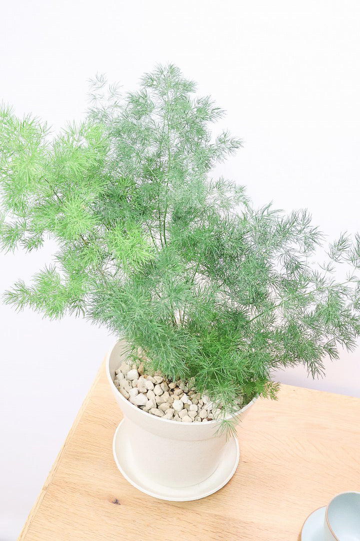 【アスパラガス ミリオクラダス】寒さにとても強い！かわいいフォルムも素敵♪軽量で扱いやすいプラスチックPOTです！