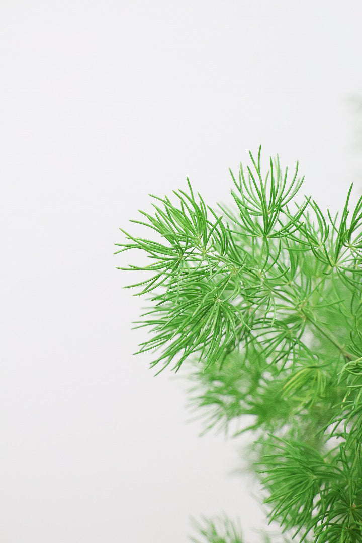 【アスパラガス ミリオクラダス】寒さにとても強い！かわいいフォルムも素敵♪軽量で扱いやすいプラスチックPOTです！