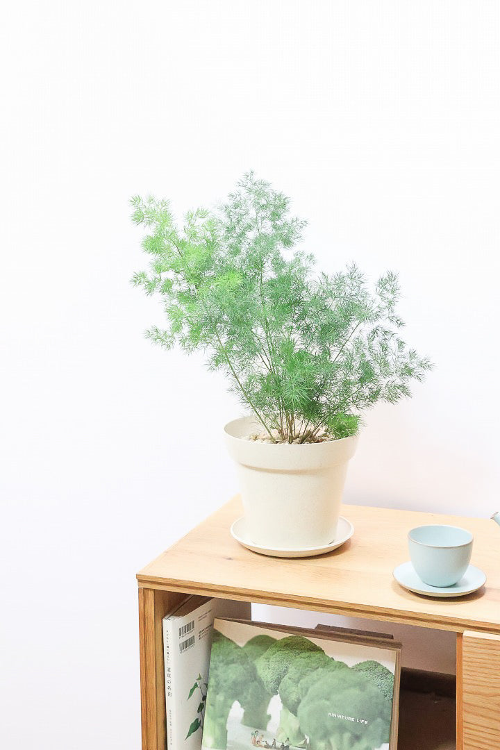 【アスパラガス ミリオクラダス】寒さにとても強い！かわいいフォルムも素敵♪軽量で扱いやすいプラスチックPOTです！