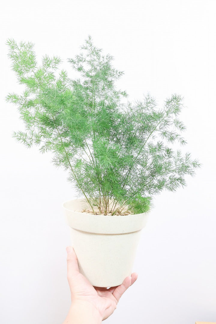 【アスパラガス ミリオクラダス】寒さにとても強い！かわいいフォルムも素敵♪軽量で扱いやすいプラスチックPOTです！