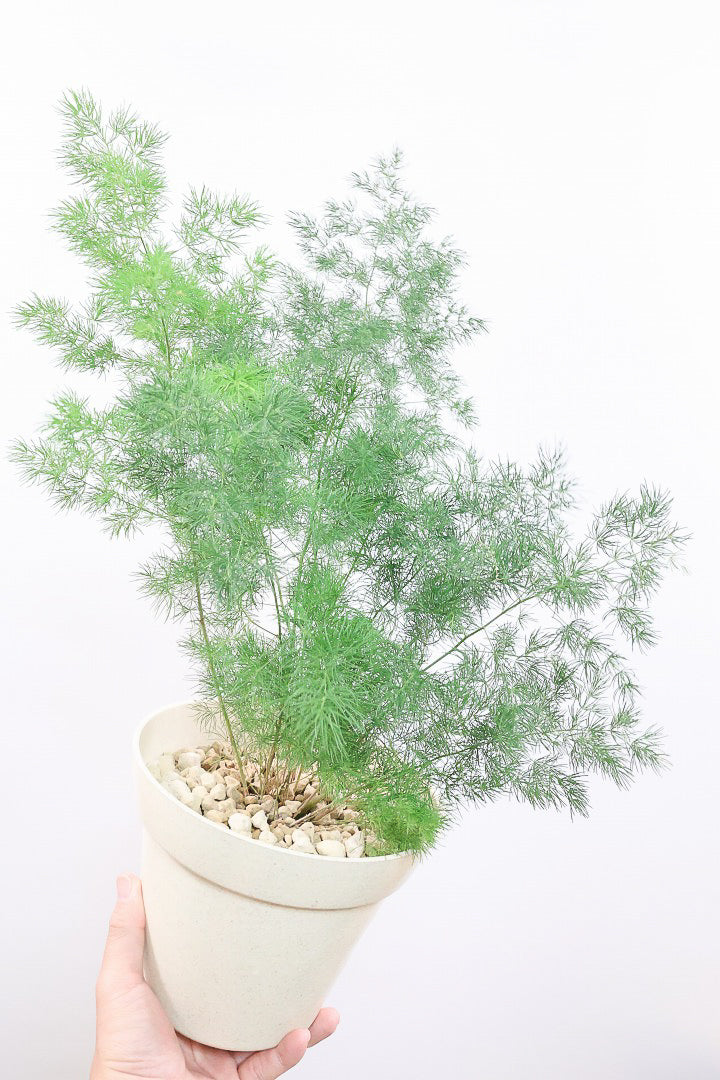 【アスパラガス ミリオクラダス】寒さにとても強い！かわいいフォルムも素敵♪軽量で扱いやすいプラスチックPOTです！