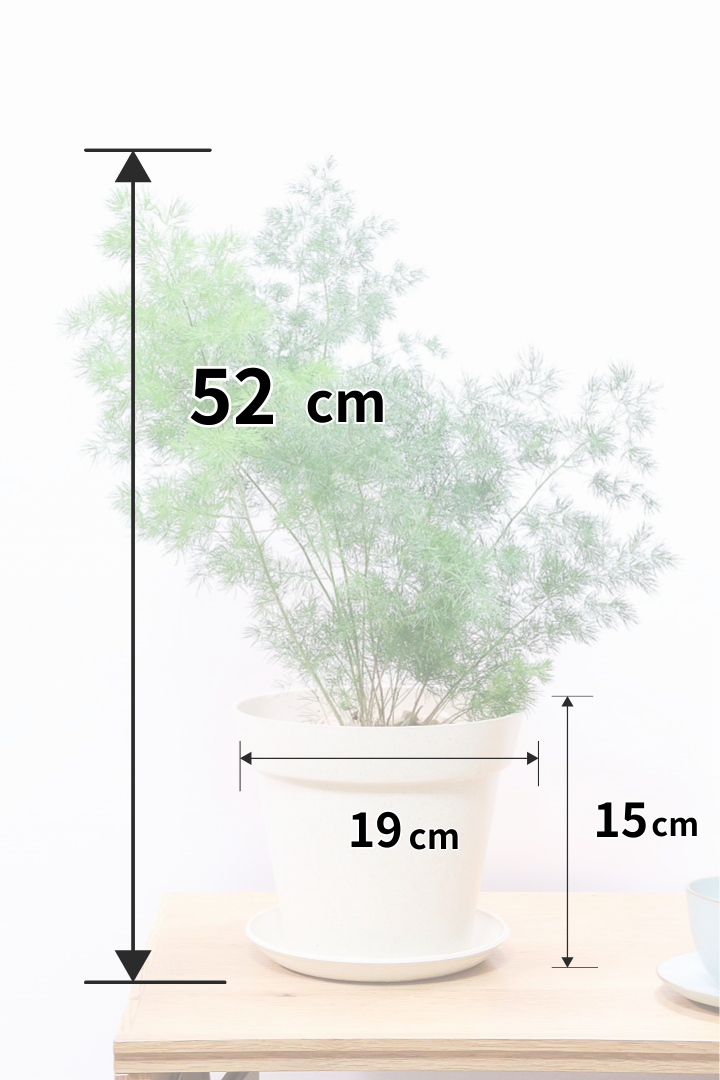 【アスパラガス ミリオクラダス】寒さにとても強い！かわいいフォルムも素敵♪軽量で扱いやすいプラスチックPOTです！