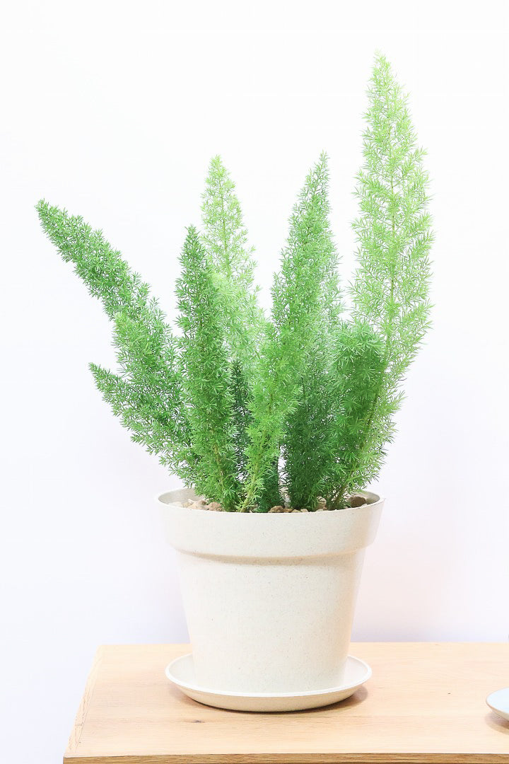 【アスパラガス メイリー】寒さにとても強い！かわいいフォルムも素敵♪軽量で扱いやすいプラスチックPOTです！