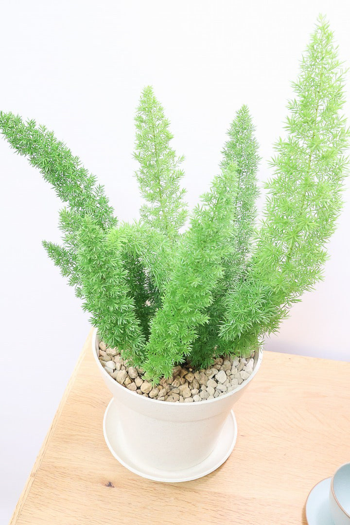 【アスパラガス メイリー】寒さにとても強い！かわいいフォルムも素敵♪軽量で扱いやすいプラスチックPOTです！