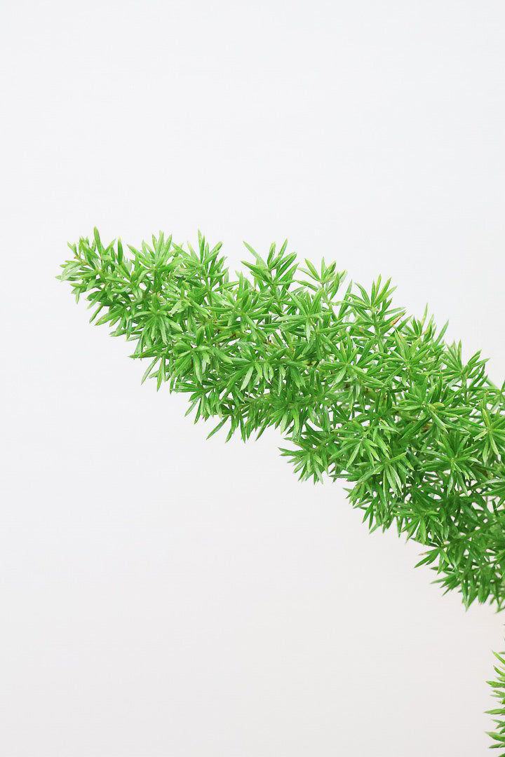 【アスパラガス メイリー】寒さにとても強い！かわいいフォルムも素敵♪軽量で扱いやすいプラスチックPOTです！