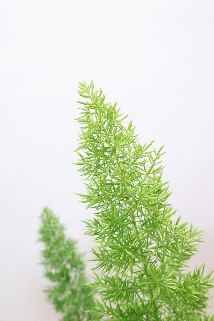 【アスパラガス メイリー】寒さにとても強い！かわいいフォルムも素敵♪軽量で扱いやすいプラスチックPOTです！