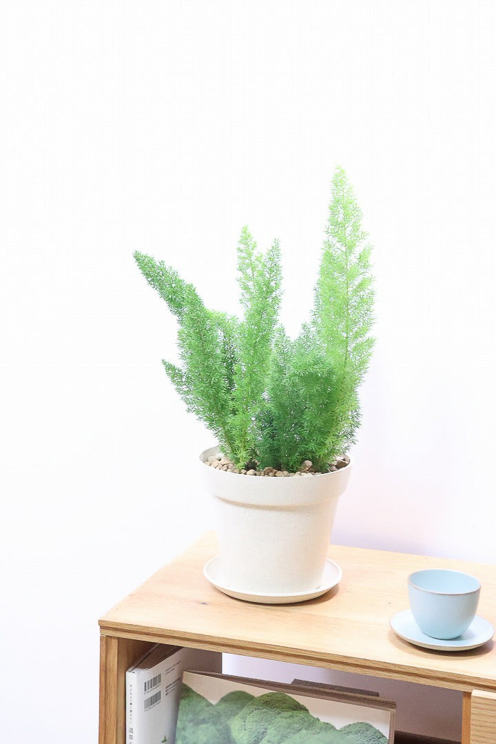 【アスパラガス メイリー】寒さにとても強い！かわいいフォルムも素敵♪軽量で扱いやすいプラスチックPOTです！