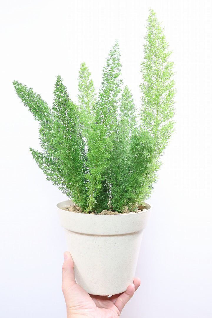 【アスパラガス メイリー】寒さにとても強い！かわいいフォルムも素敵♪軽量で扱いやすいプラスチックPOTです！