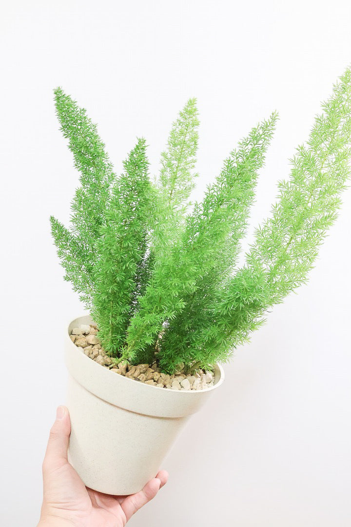 【アスパラガス メイリー】寒さにとても強い！かわいいフォルムも素敵♪軽量で扱いやすいプラスチックPOTです！