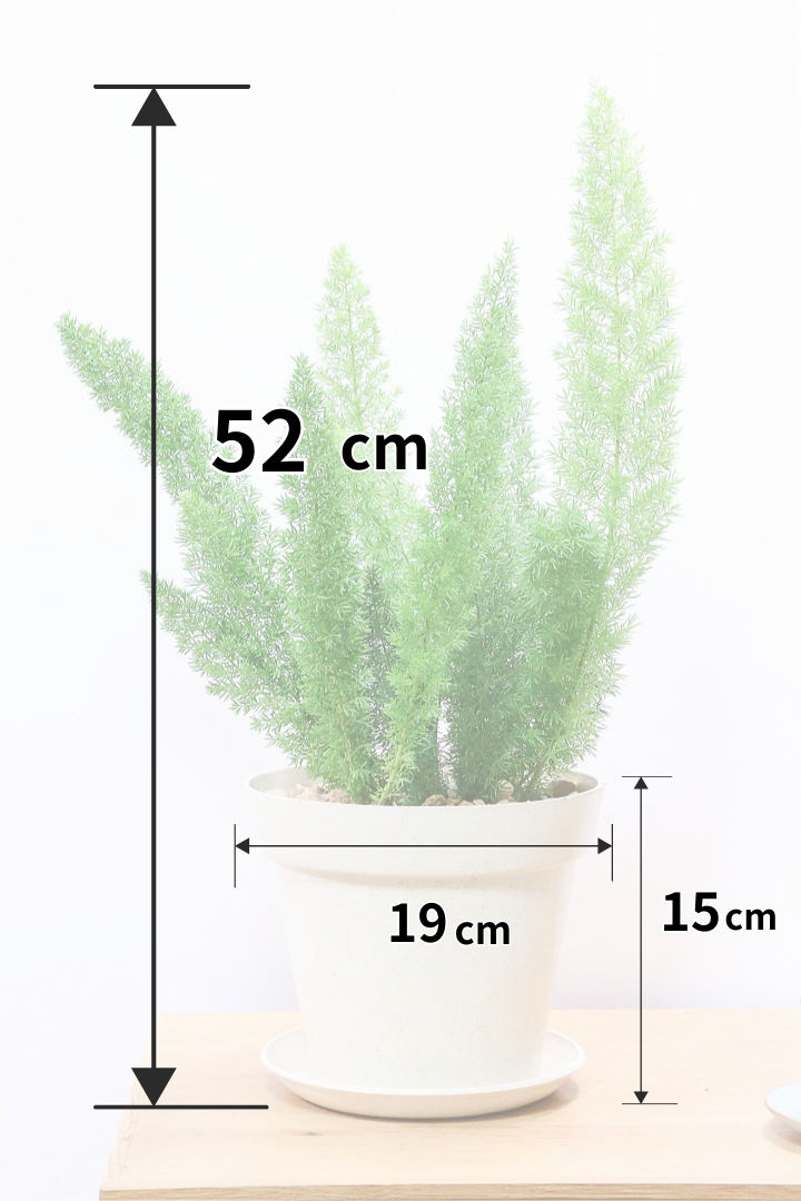 【アスパラガス メイリー】寒さにとても強い！かわいいフォルムも素敵♪軽量で扱いやすいプラスチックPOTです！