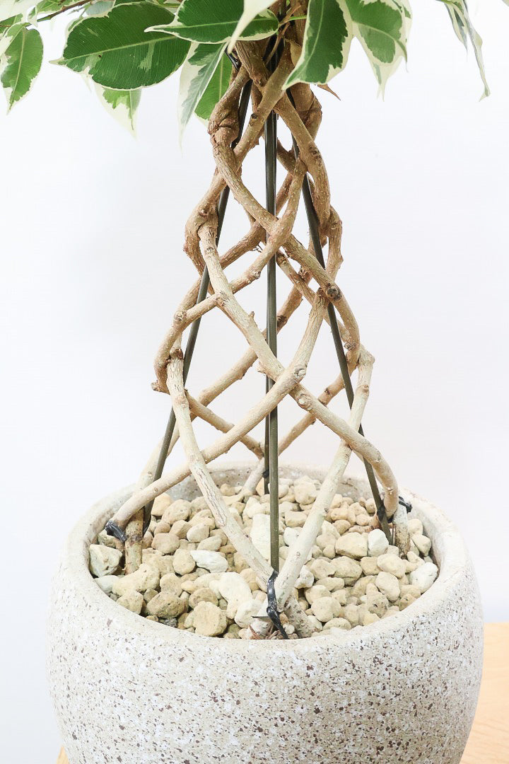 ベンジャミン シタシオンCO60884| 観葉植物の通信販売 | APEGO(アペーゴ)